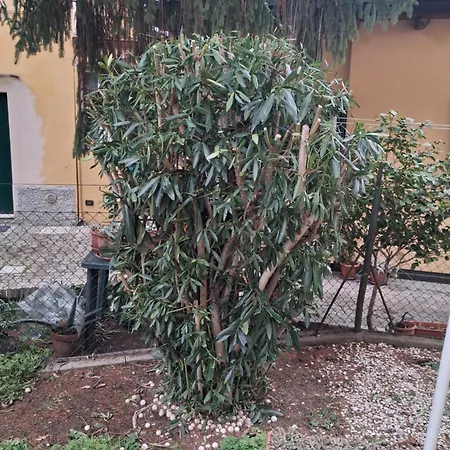 Violetta * Bolonia